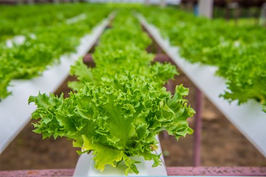 Organic vegetables are grown in the mountains.
