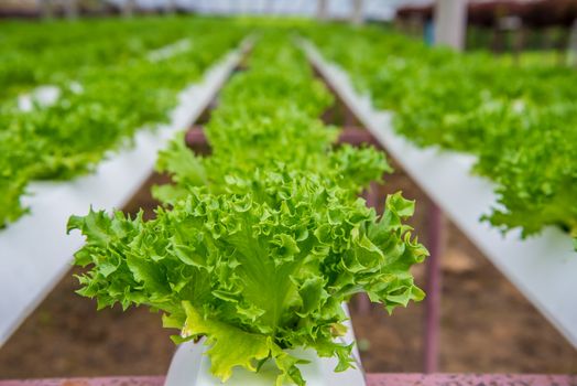 Organic vegetables are grown in the mountains.