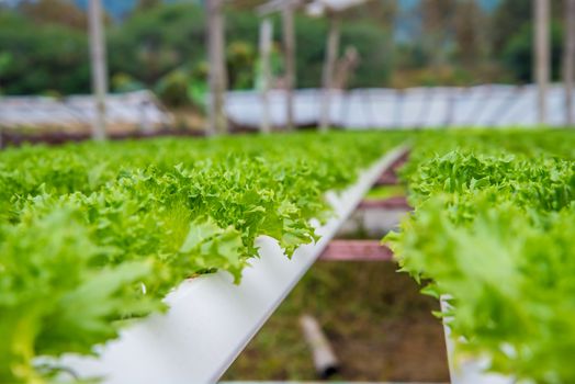 Organic vegetables are grown in the mountains.