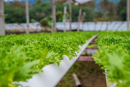 Organic vegetables are grown in the mountains.