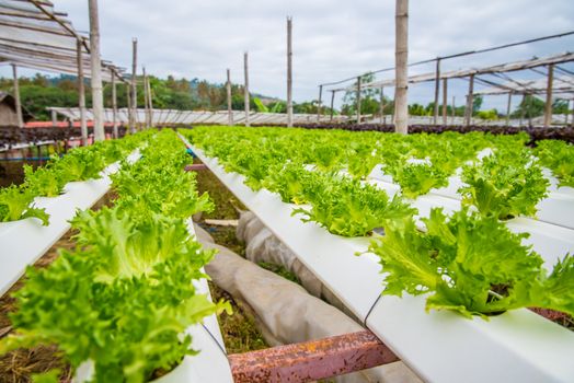 Organic vegetables are grown in the mountains.