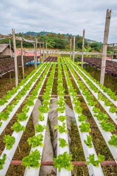 Organic vegetables are grown in the mountains.