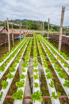 Organic vegetables are grown in the mountains.