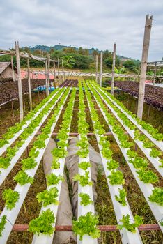 Organic vegetables are grown in the mountains.