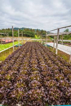 Organic vegetables are grown in the mountains.