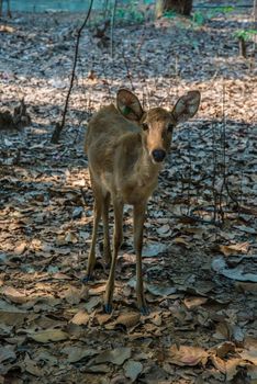 Portrait of a young deer in the zoo.