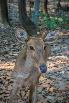 Portrait of a young deer in the zoo.