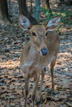 Portrait of a young deer in the zoo.