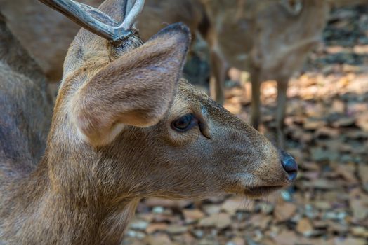 Portrait of a young deer in the zoo.
