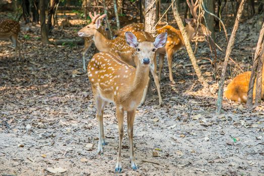 Portrait of a young deer in the zoo.