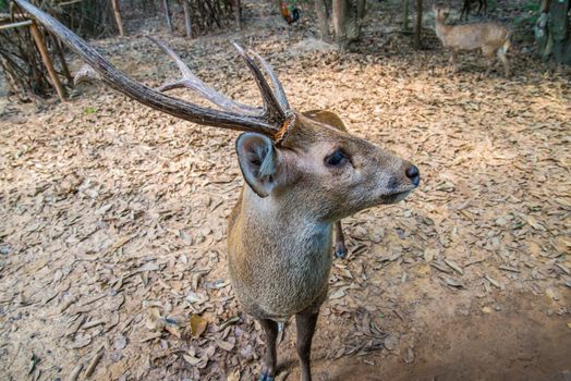 Portrait of a young deer in the zoo.