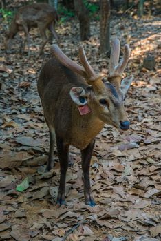 Portrait of a young deer in the zoo.