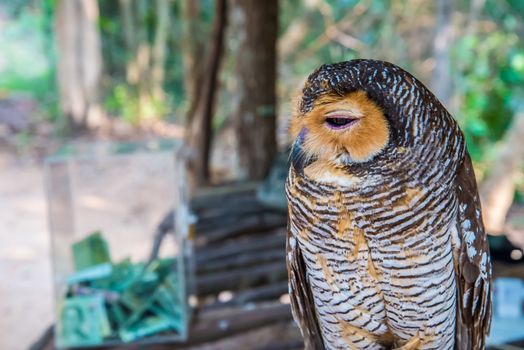 Owl on a branch in a zoo.