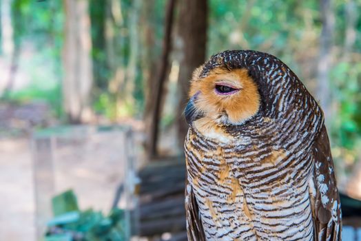 Owl on a branch in a zoo.