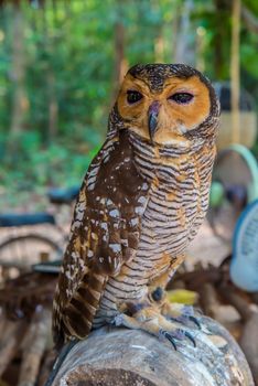 Owl on a branch in a zoo.