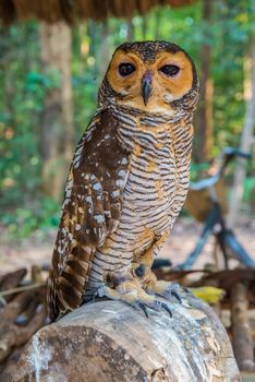 Owl on a branch in a zoo.