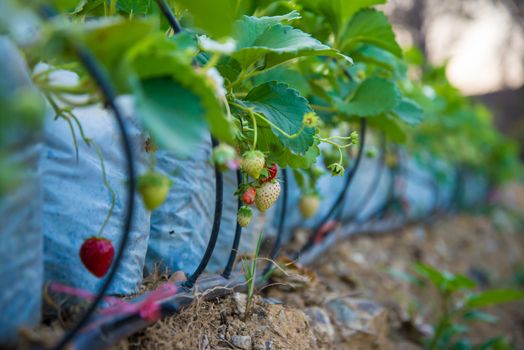 The strawberry berries in the garden in the countryside of Thailand.