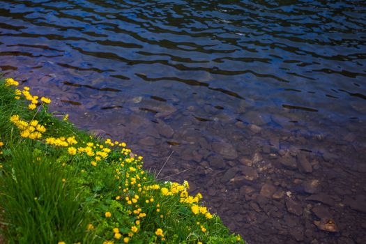 Dandelion flowers on a shore of a lake with clear water