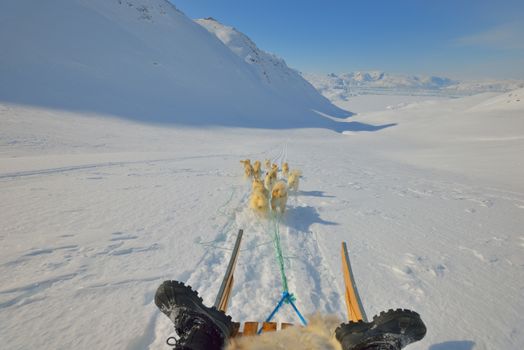 Dog sledding trip in cold snowy winter in Greenland