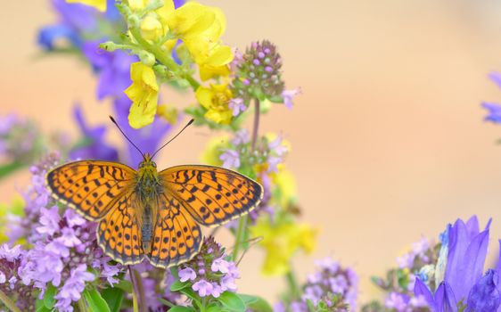 Monarch Butterfly on yellow flower