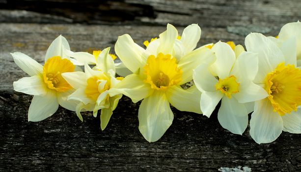 Beauty Spring Yellow and White Daffodils In a Row on Natural Weathered Wooden background