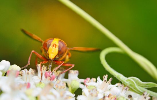 Wild Hornet on flower in forest