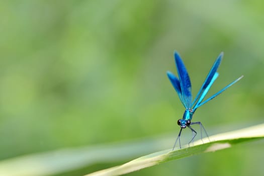 dragonfly in forest (coleopteres splendens)