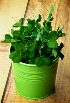 New Sprouts of Sweet Pea in Green Pot closeup on Plank Wooden background