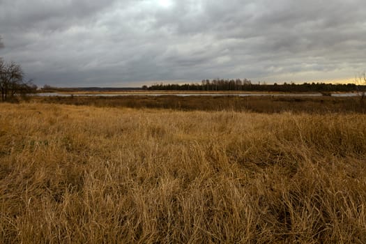   the dried grass in an autumn season. cloudy weather