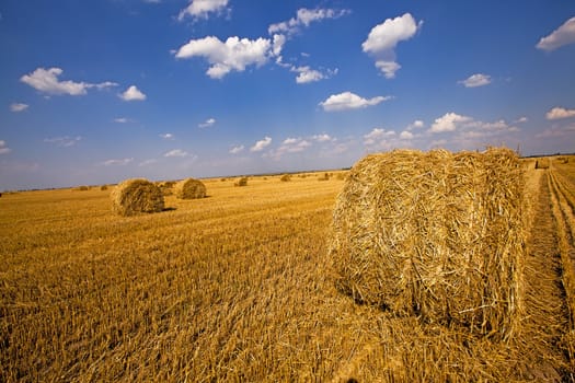  an agricultural field on which are a stack after cleaning of cereals