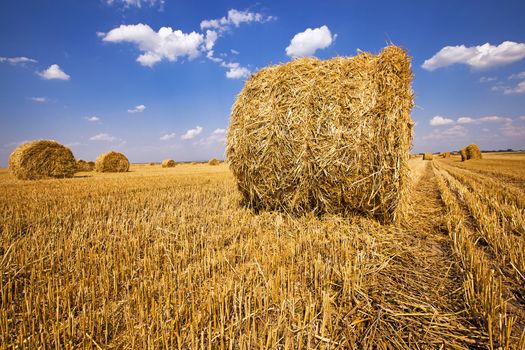   an agricultural field on which are a stack after cleaning of cereals