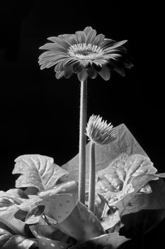 Purple gerbera flower