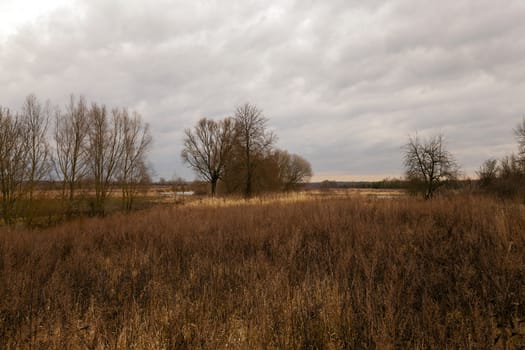   the   dried grass in an autumn season. cloudy weather