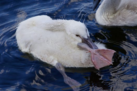 The funy cute chick swan is stretching out her leg in the lake