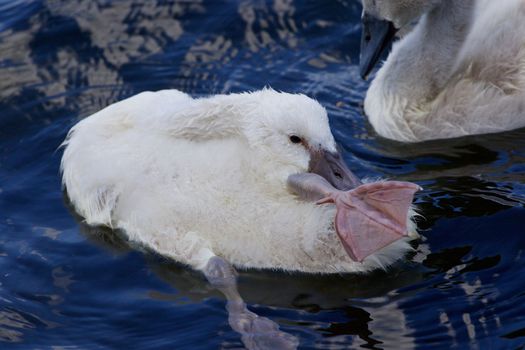 The funy cute chick swan is stretching out her leg while cleaning the feathers in the lake