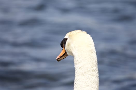 The strong male mute swan is looking somewhere in the lake
