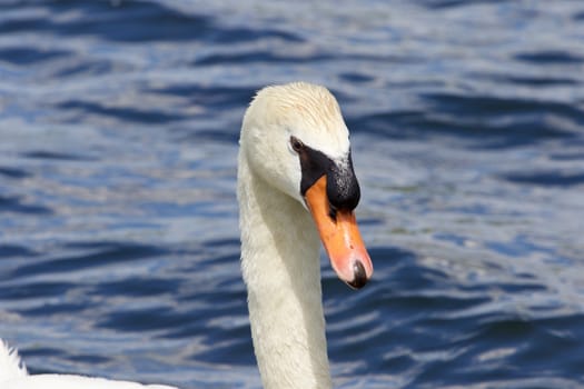 The portrait of the thoughtful father-swan with the lake on the background