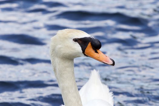 Beautiful portrait of the mute swan with the water on the background