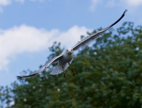 Confident gull is flying somewhere near the trees