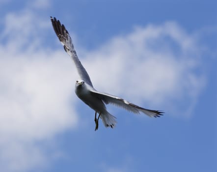 Beautiful turn of the ring-billed gull with the blue skyes on the background