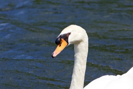 The beautiful thoughtful mute swan in the lake close-up