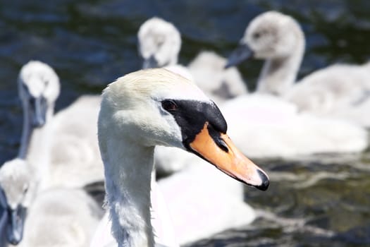 The portrait of the mother-swan with her swimming children on the background