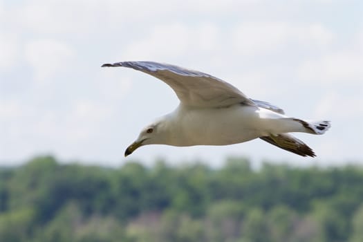 The confident ring-billed gull in the flight with the trees and sky on the background