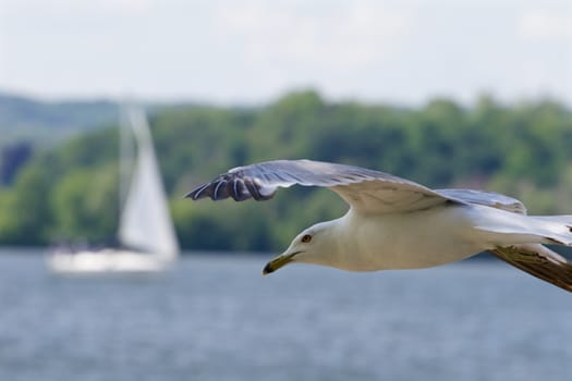 The confident ring-billed gull in the flight with the lake and yacht on the background