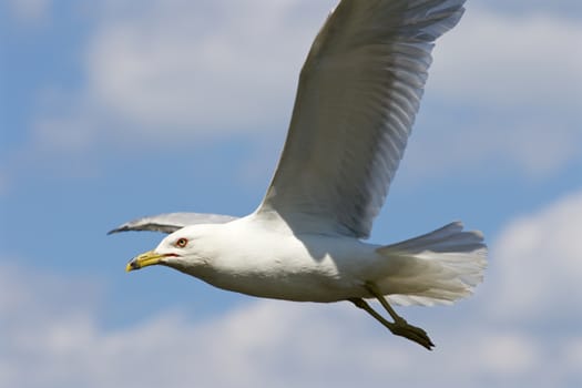 Beautiful ring-billed gull is flying in the sky 