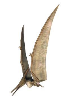 3D digital render of a Pteranodon flying isolated on white background