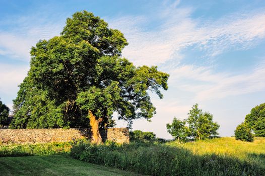 Oak tree in full leaf standing near a stone wall