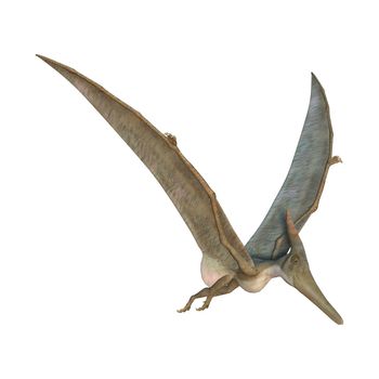 3D digital render of a Pteranodon flying isolated on white background