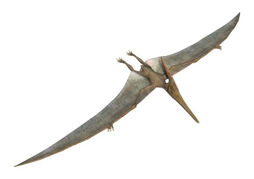 3D digital render of a Pteranodon flying isolated on white background