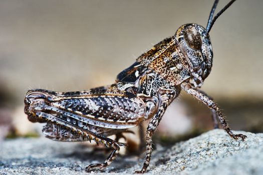 Small locust larvae in the summer garden                               